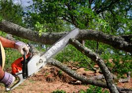 How Our Tree Care Process Works  in  Prairie Grove, AR